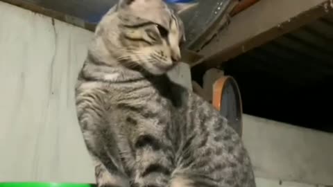 Funny cats 🤣🐈‍⬛#viral video