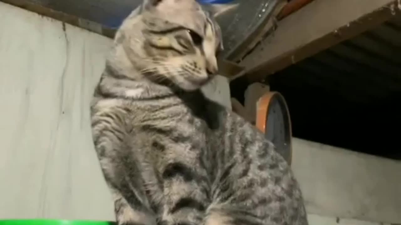 Funny cats 🤣🐈‍⬛#viral video