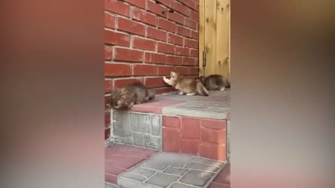 Animals fanny videos