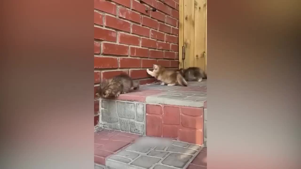 Animals fanny videos
