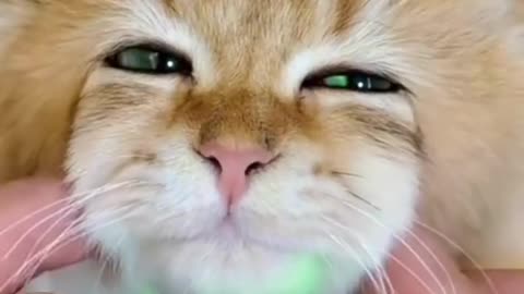 Funny Animals 2023!!!