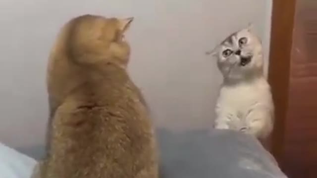 I'm a little bit hungry#cat videos#funny cat video#funny cat videos#funny cat