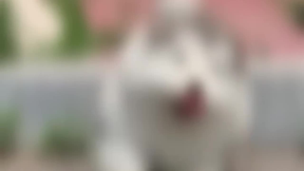 Funniest Cats and Dogs πΆπ± | Funny Animal Videos ......