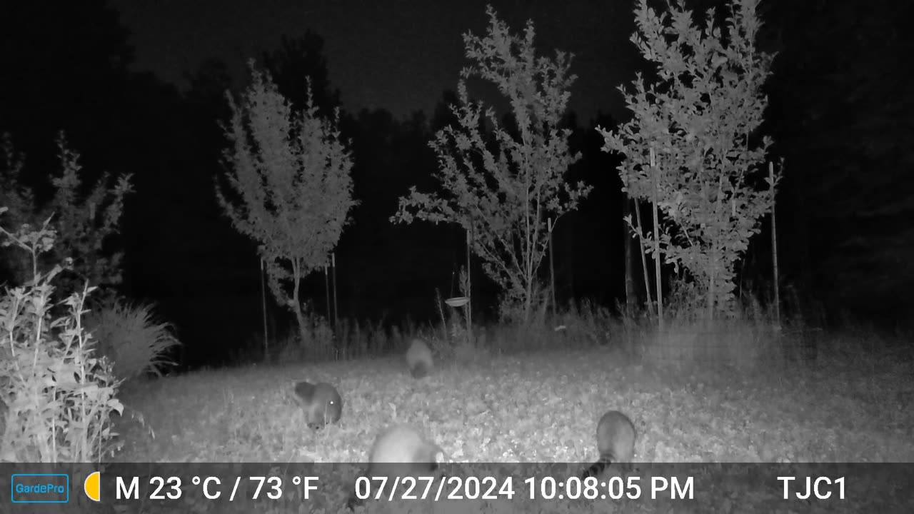 Raccoon Family