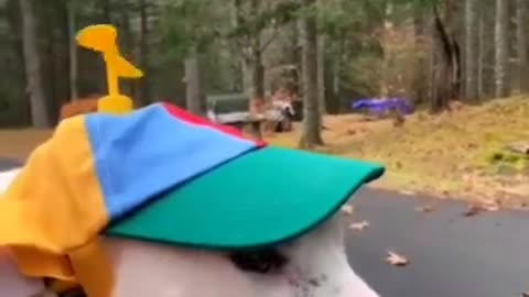 COMEDY videos part 2