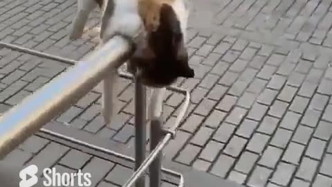 Cat Resting On Railing #shorts #shortvideo #video #virals #videoviral