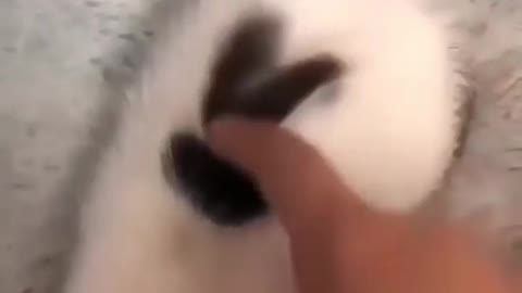 Pls give my cats ratings