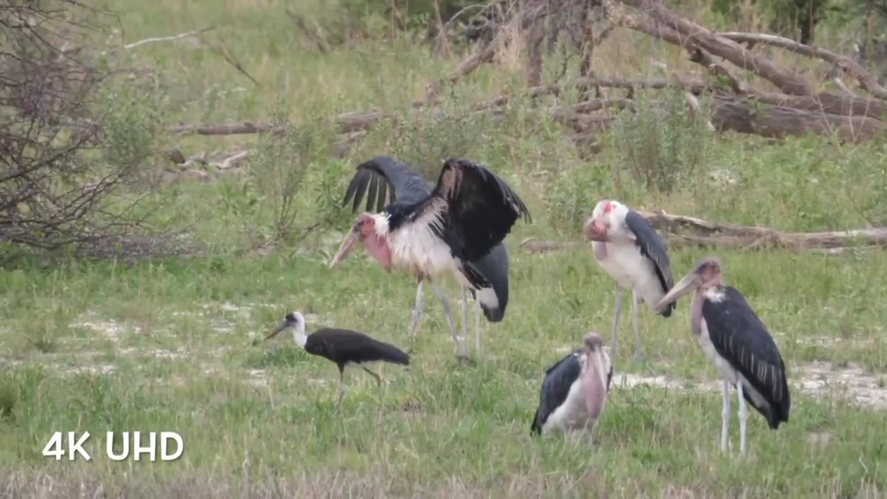 Colorful Birds in 4K - Planet Earth 4K _ Beautiful Bird Sound