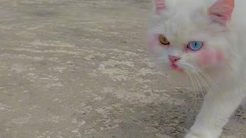 Attitude cat 😺
