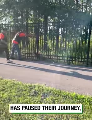 Bikers Try To Save Baby Deer from Fence