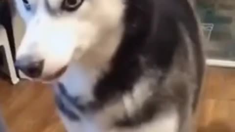 Mamma cute dogy 🐕🐕🐕
