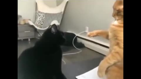 Cat-tastrophe Chronicles: