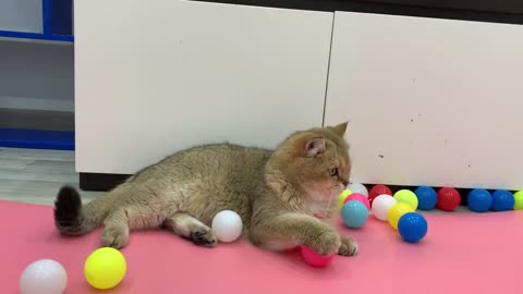 Trending Funny Animals 😅 Funny Cats playing 100 balls