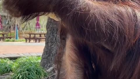 Is Grape's hair OK? # Cute pet