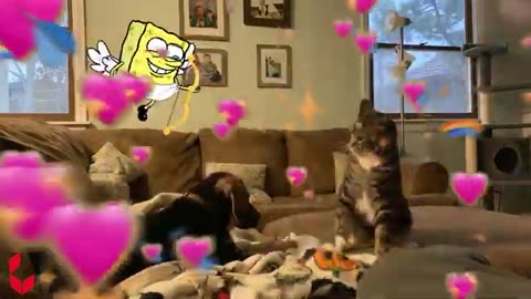 Catch me if you can spongebob vs cute cat funny animation