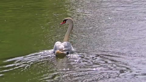 Beautiful swan on a small river / beautiful water bird in the water.