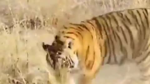 Wake up a sleeping tigress