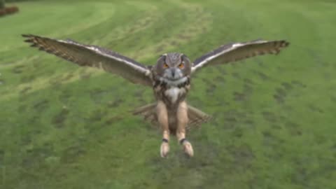 Eagle owl in flight high slow motion camera