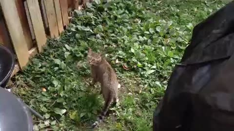 Whos boss shiba inuband rugdoh first meeting
