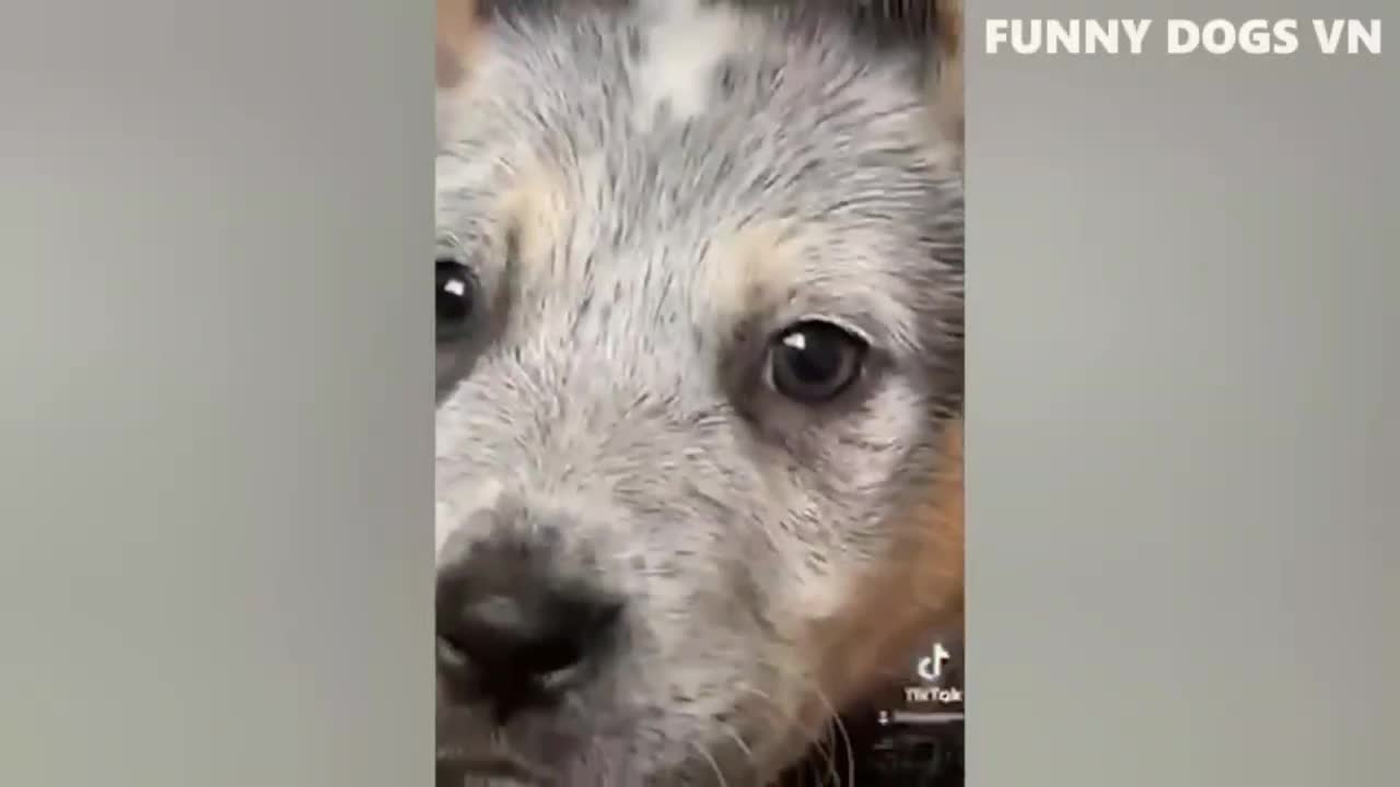 Funniest Animals Video - Funny Dogs And Cats - Try Not To Laugh Animals 2022