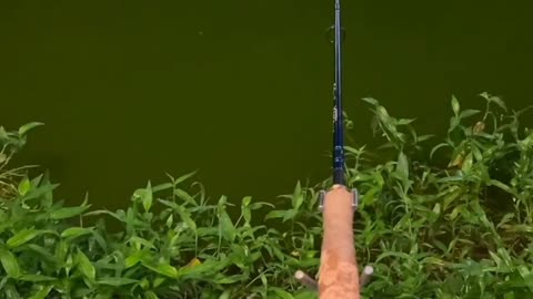 Fishing pacu in Kuala Lumpur