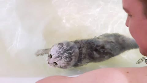 The Sebirian breed of cat loves to swim.