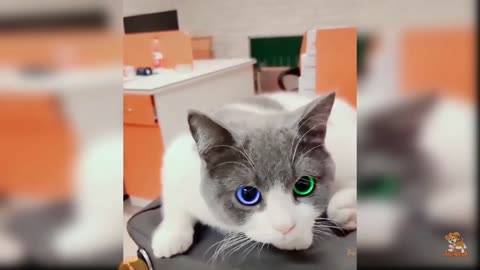 Cat funny video 😂#foryou
