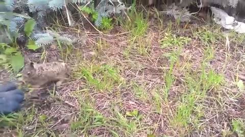 Angry pekora rabbit attack - Animal hololive_Cut