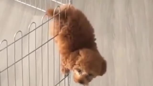 Prison break succeed vs failure hahahahahh