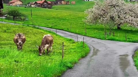 Switzerland 🇨🇭 village - Joy Funny Factory