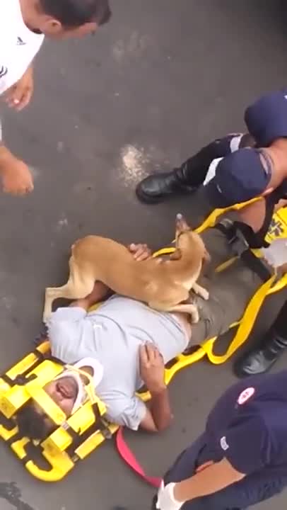 DOG FIGHT TO BE WITH HIS ENDURED OWNER.mp4