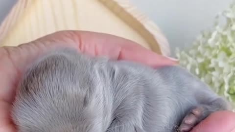 Baby Rabbit