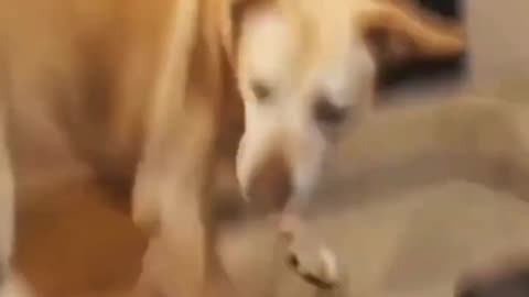 Hilarious Reactions of Cats and Dogs | Funny Pet Pranks Gone Awry: Don't Miss the Ending!