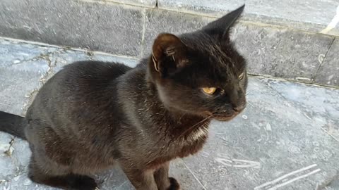 black cat