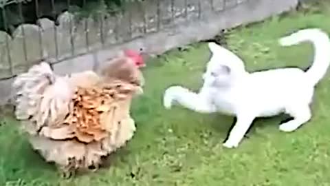 Cat fight with a hen. ( Follow me)