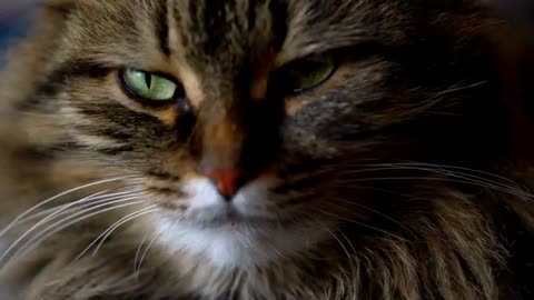 10 CALMEST CAT BREED FOR RELAXED PET PARENT