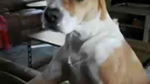 Lovely cut baby dogs 🐶🐕, Cute Animal's Funny Compilation