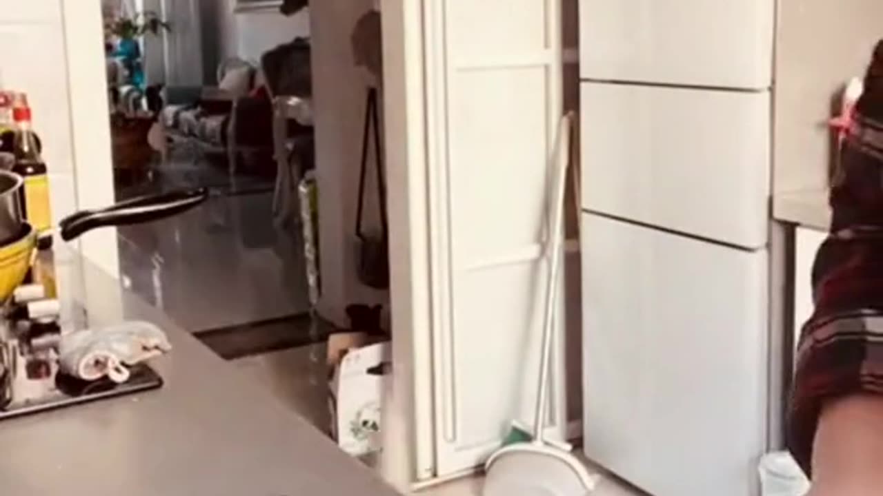 FUNNY ANIMALS