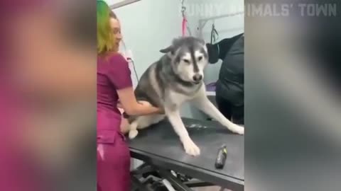 Funny cat video