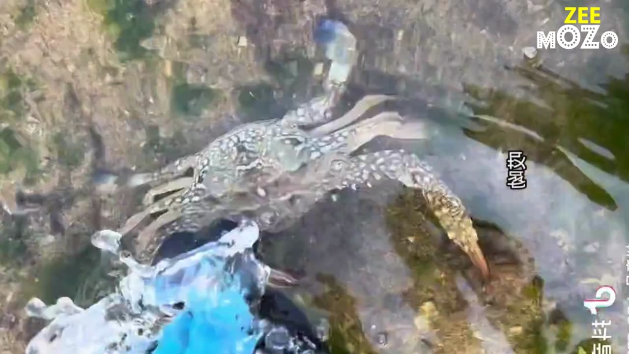 Ganhai Fugui Ganhai discovered a group of lobsters in the stone cave.