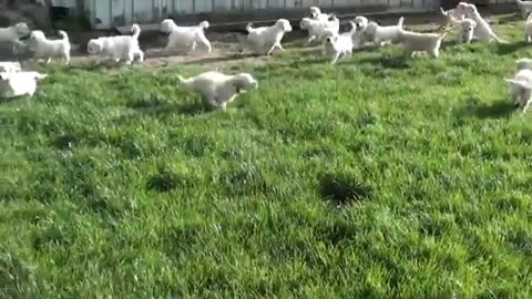 Schwarm von Golden Retriever Welpen dogs