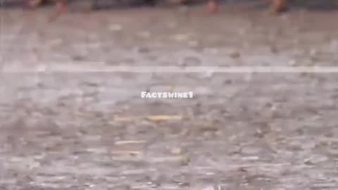 Fastest bird