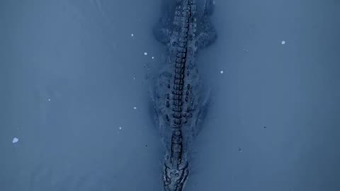 American crocodiles can weigh up to 2,000lbs – the weight of two grand pianos! #Shorts #CrocodileDay