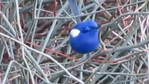 Fairy Wren singing, close up image.