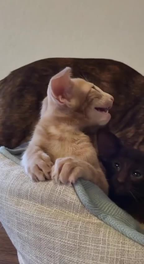 Gremlin? 😱😱😊