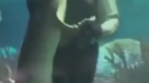 Dancing with a shark underwater