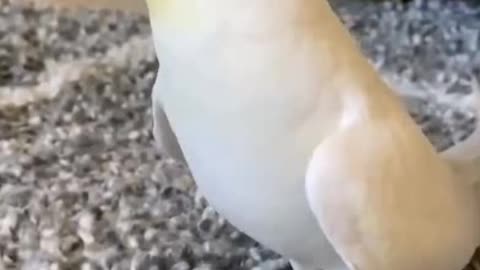 Amazing parrot sound