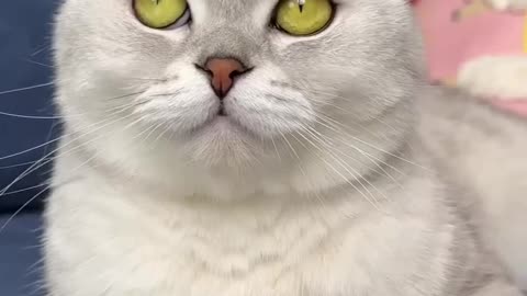 Cat Takes Revenge..