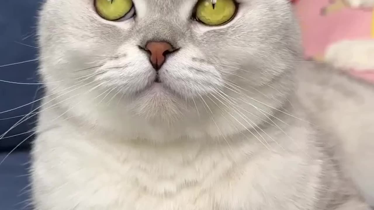 Cat Takes Revenge..