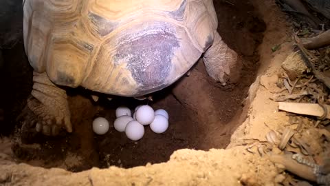 Tortoise Laying Eggs-17